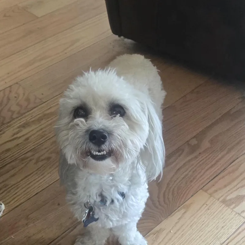 An adult small-sized male White / Cream Coton de Tulear dog named Buddy for adoption in West Valley, UT