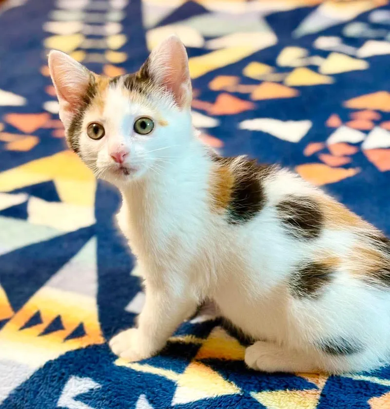 A baby small-sized female White Turkish Van cat named Remarkable Reba She's for adoption in Bedford Hills, NY