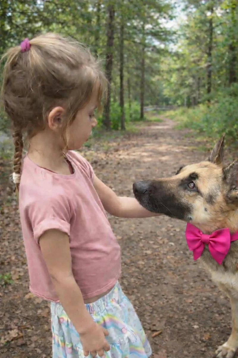 A young medium-sized female German Shepherd Dog dog named Xara Gs for adoption in Allen, TX