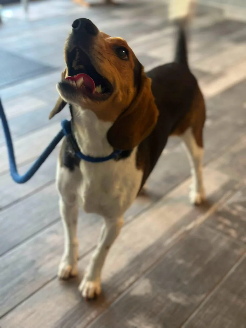 An adult small-sized male Tricolor (Brown, Black, & White) Beagle dog named Solitaire for adoption in Stafford, VA