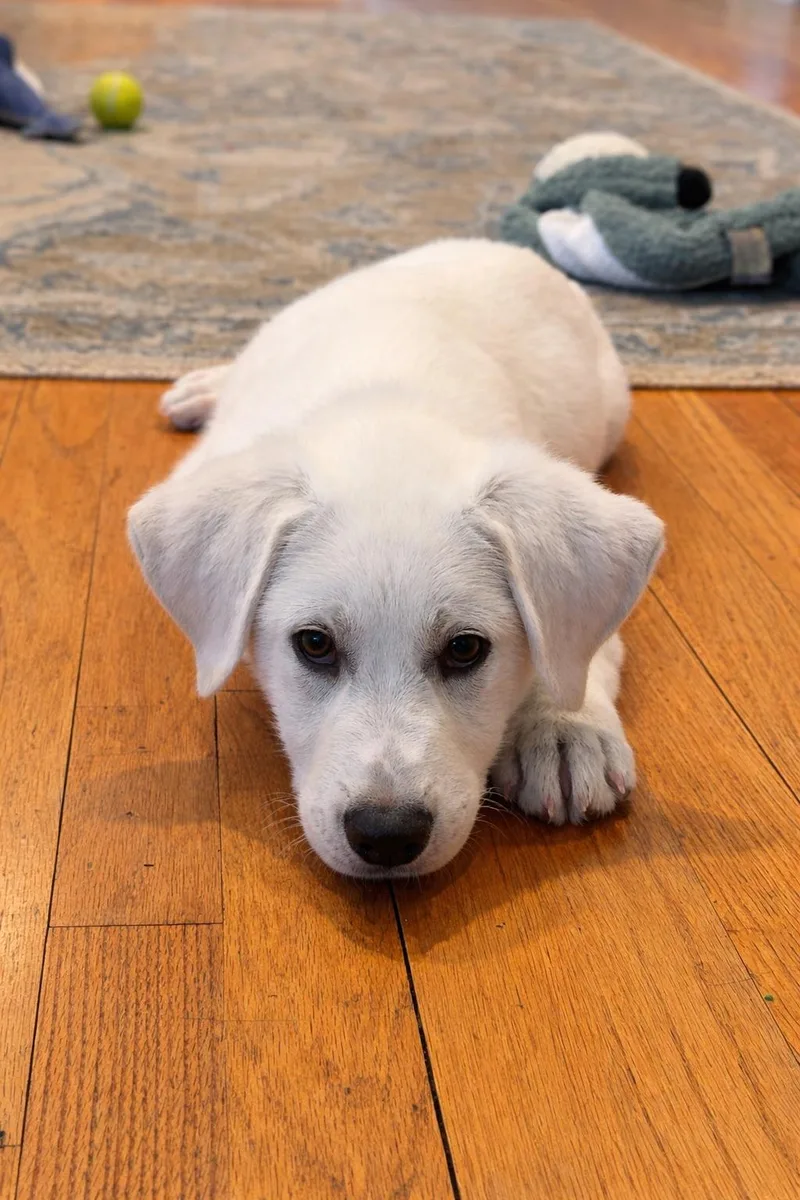 Little Bear thumbnail 2