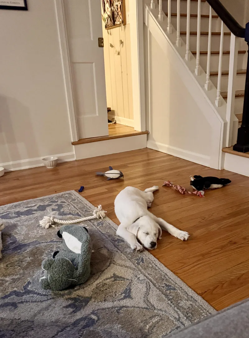 Little Bear thumbnail 4