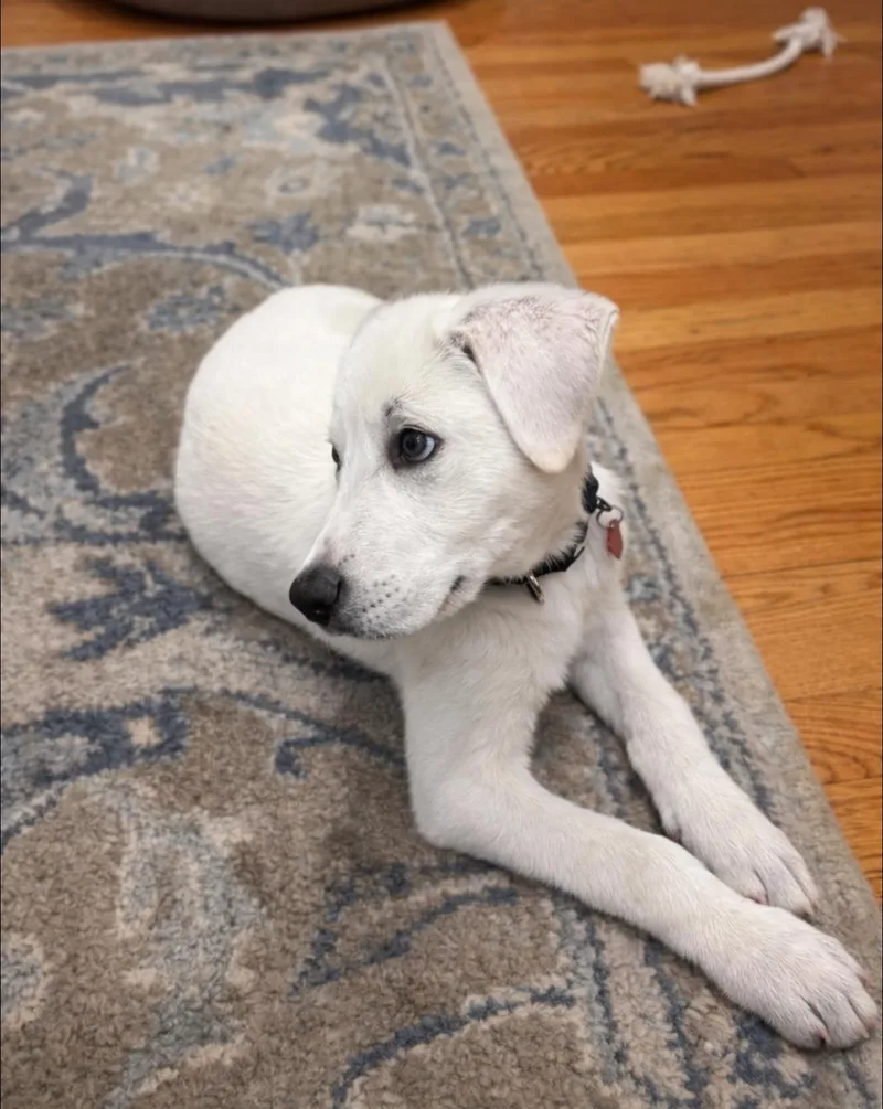 A baby large-sized male Labrador Retriever dog named Little Bear for adoption in Branford, CT