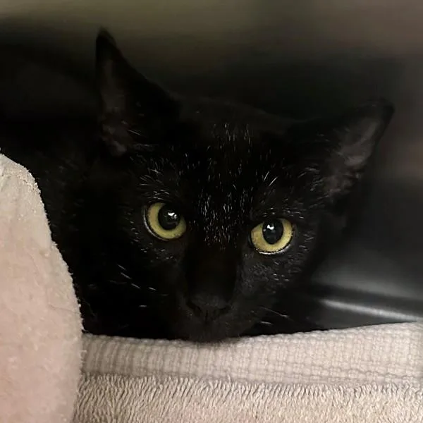 A baby small-sized female Domestic Short Hair cat named Nessie for adoption in Walnut Creek, CA