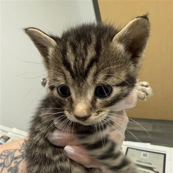 A baby small-sized female Brown / Chocolate Domestic Short Hair cat named Dawg for adoption in Jacksonville, FL