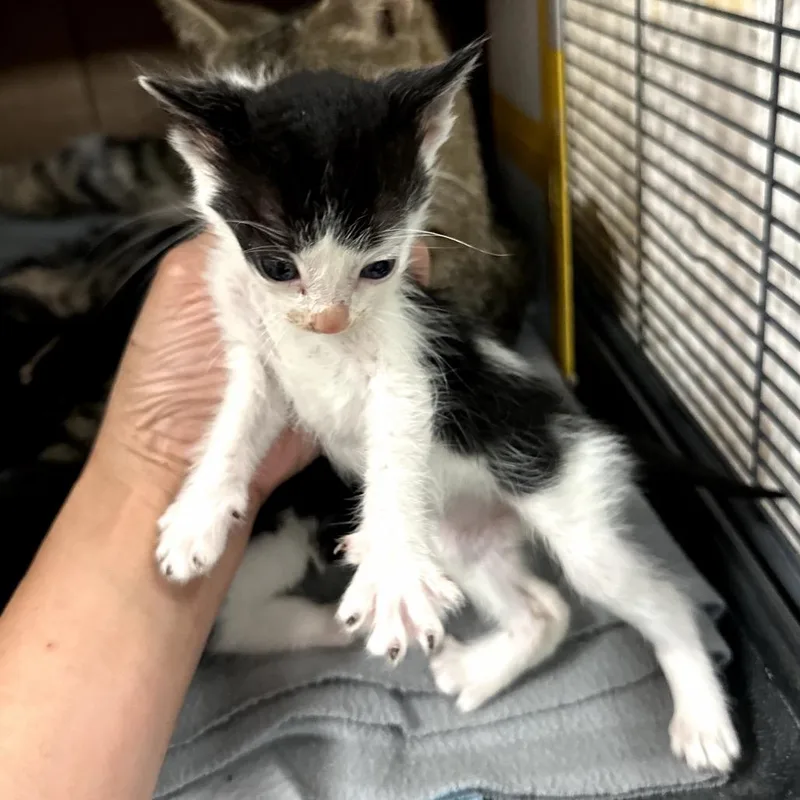 A baby small-sized male Black Domestic Short Hair cat named Bodie for adoption in Long Beach, CA
