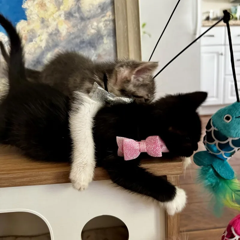 An adult large-sized female Black Domestic Short Hair cat named Zora for adoption in Austin, TX
