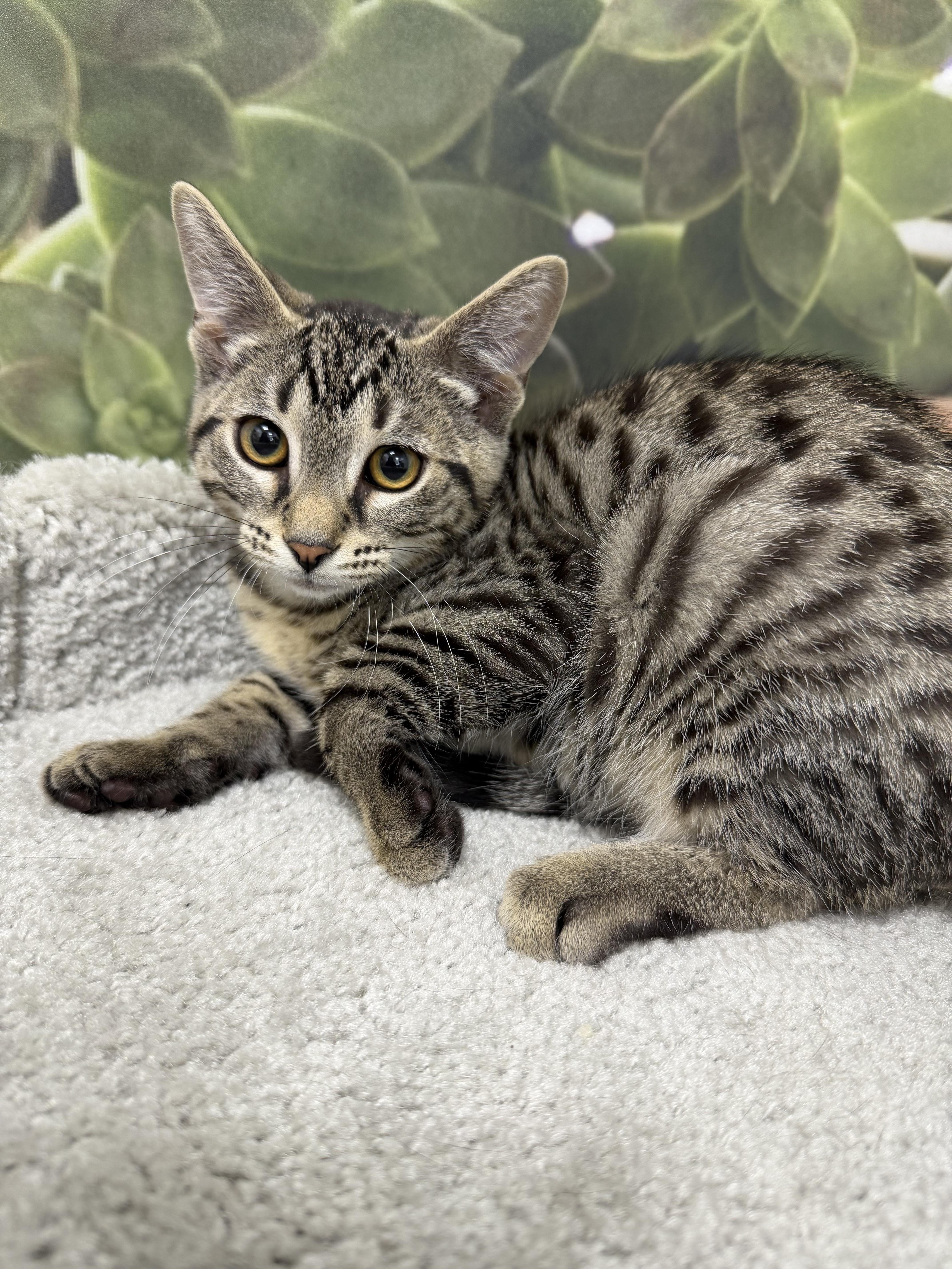 A baby medium-sized male Tabby (Brown / Chocolate) Domestic Short Hair cat named Papriko for adoption in fennville, MI
