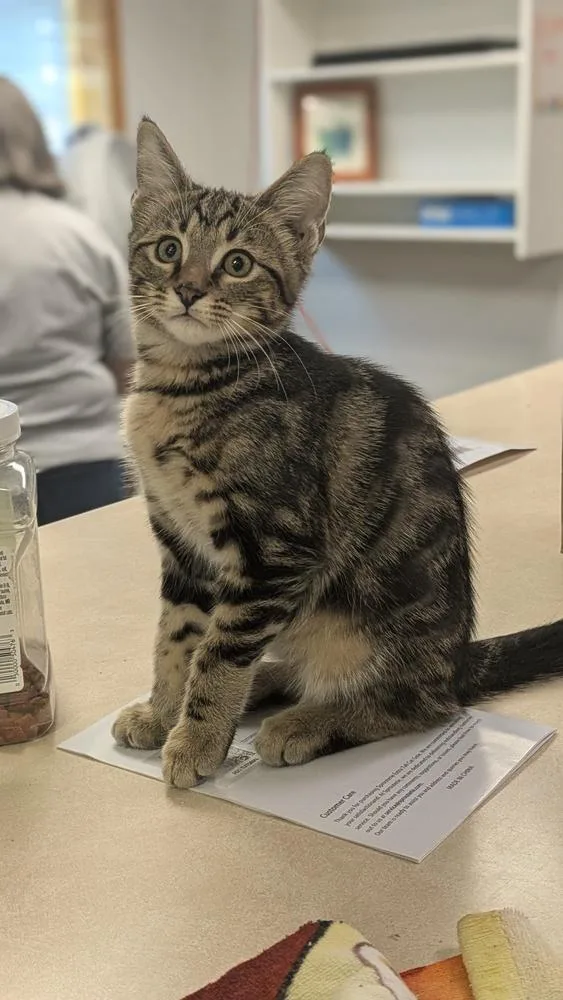 A baby small-sized male Domestic Short Hair cat named Wren for adoption in Papillion, NE