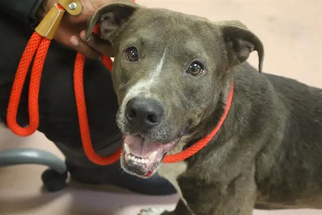 A young medium-sized male Mixed Breed dog named Wyatt for adoption in Columbia, SC