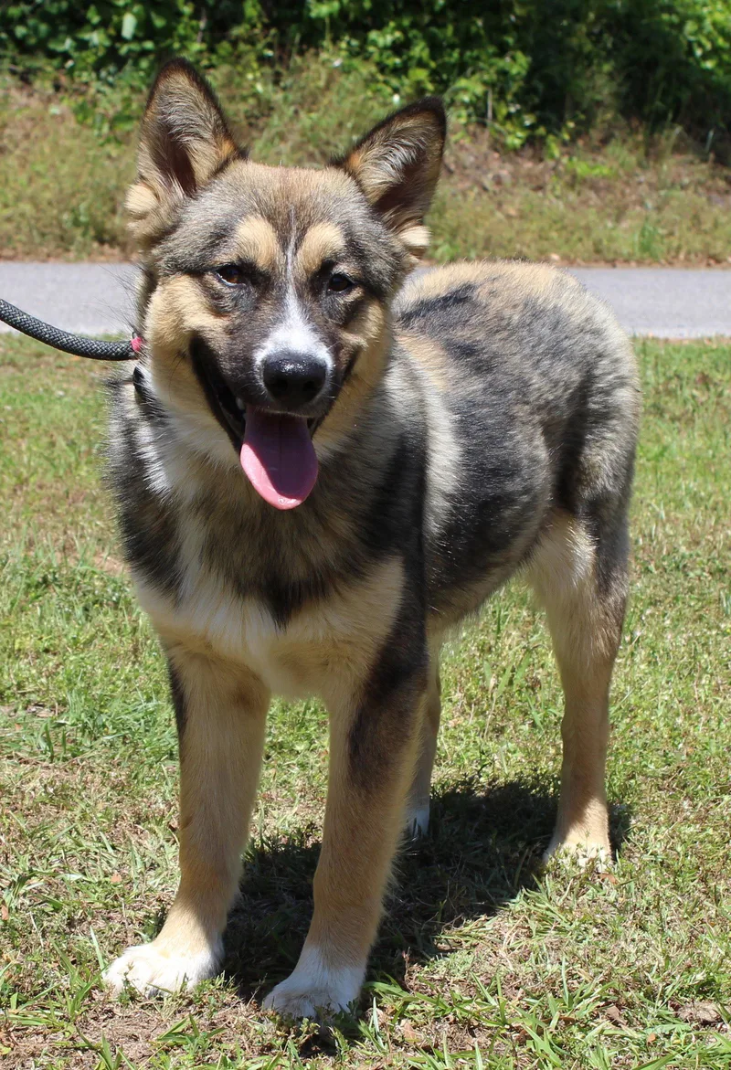 A young medium-sized male Australian Shepherd dog named Bogie for adoption in Prattville, AL