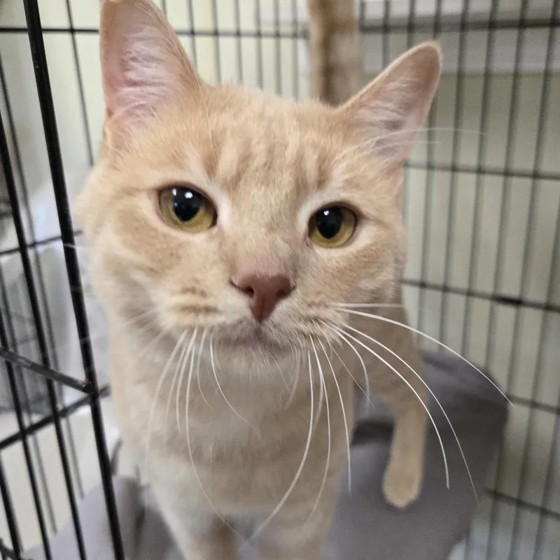 An adult medium-sized male Buff / Tan / Fawn Domestic Short Hair cat named Liam for adoption in Binghamton, NY