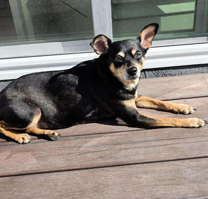 Tink Loves To Cuddle!