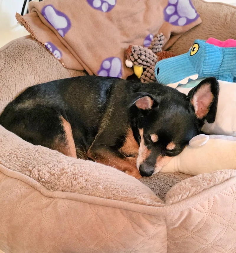 Tink Loves To Cuddle! thumbnail 2