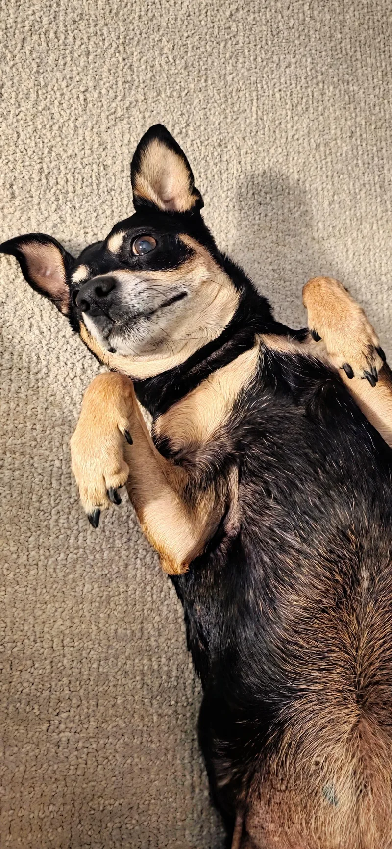 Tink Loves To Cuddle! thumbnail 3