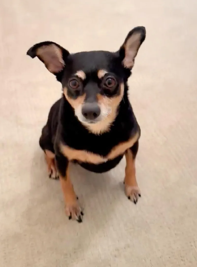 Tink Loves To Cuddle! thumbnail 4