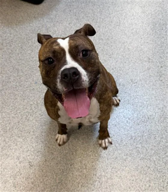 An adult medium-sized female Boxer dog named Soshin for adoption in San Luis Obispo, CA