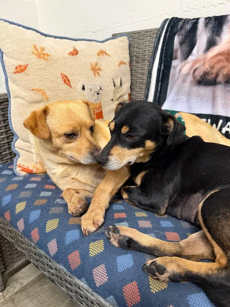 An adult small-sized male Chihuahua dog named Acorn for adoption in Ellijay, GA
