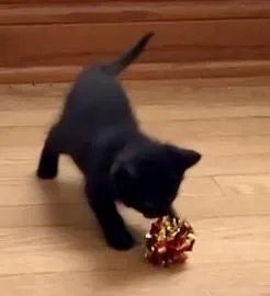 A baby medium-sized female Black Domestic Short Hair cat named Guppy for adoption in Port Washington, WI