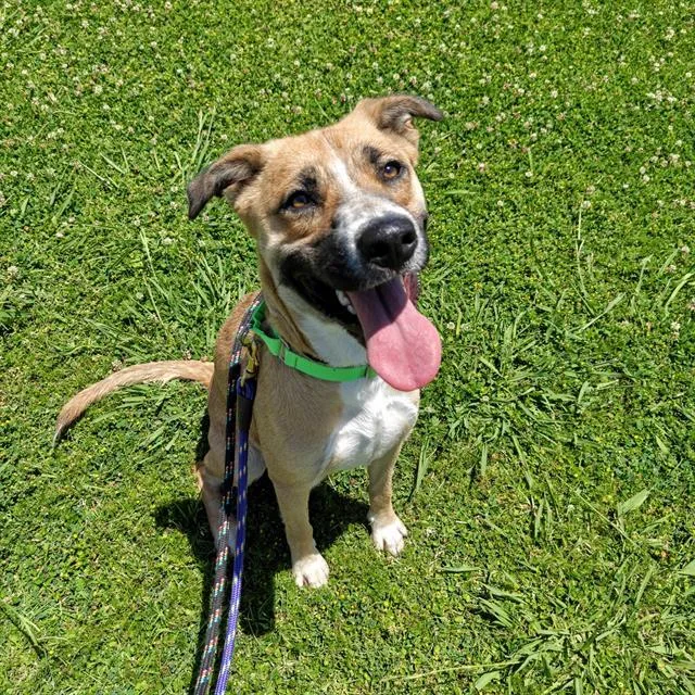 An adult large-sized female Carolina Dog dog named Ivy for adoption in Tucson, AZ