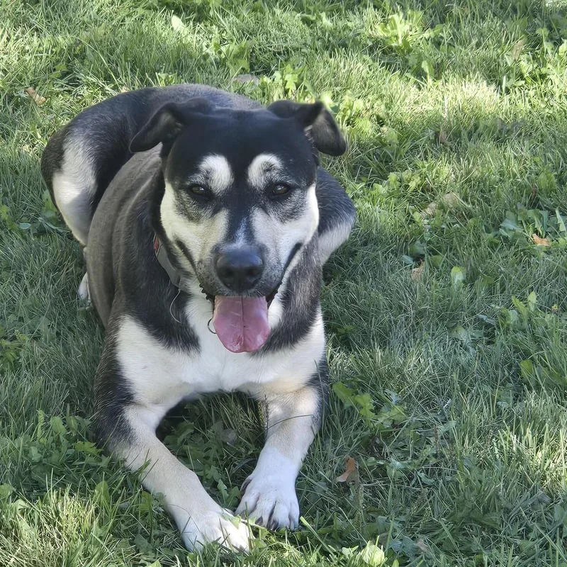 An adult large-sized female Mixed Breed dog named Victoria for adoption in Grand Forks, ND