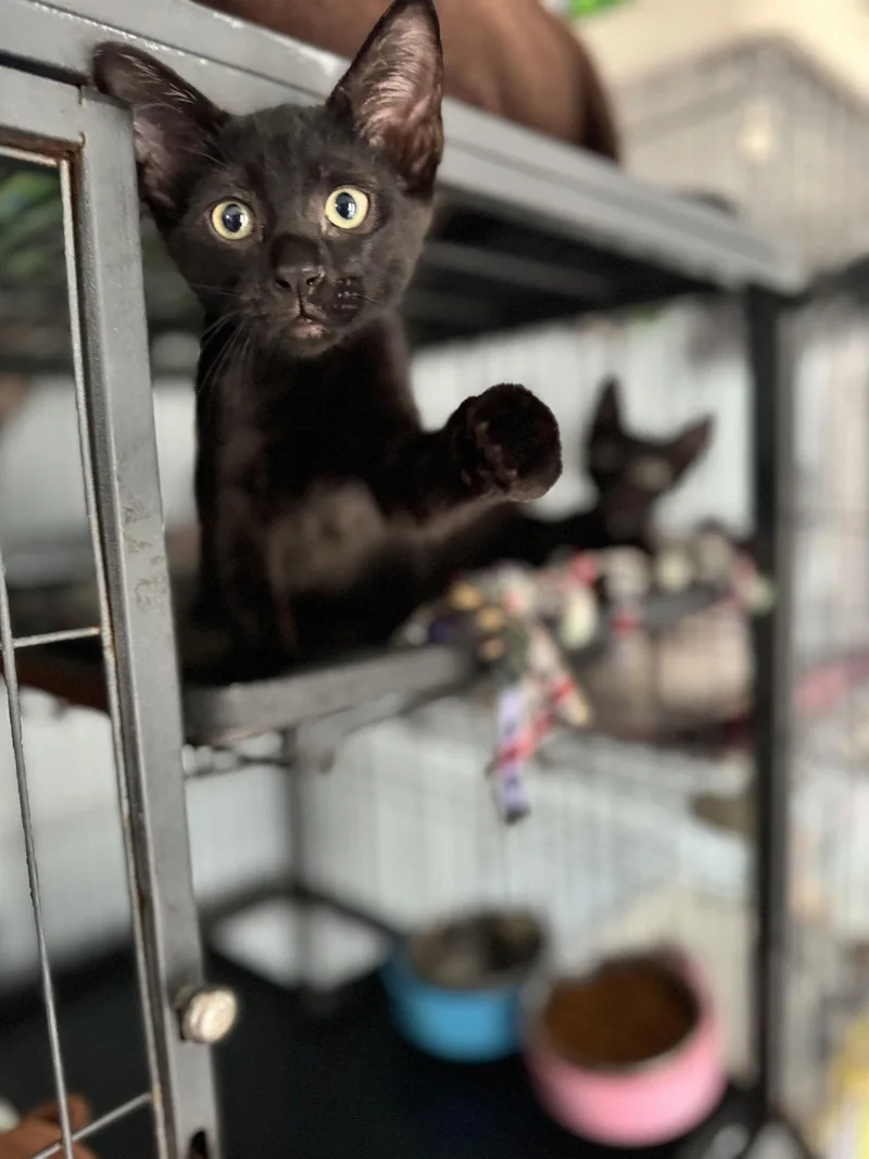A young medium-sized male Black Domestic Short Hair cat named William for adoption in Naples, FL