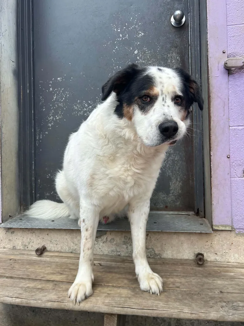 An adult large-sized male Saint Bernard dog named Jax for adoption in Kansas City, MO