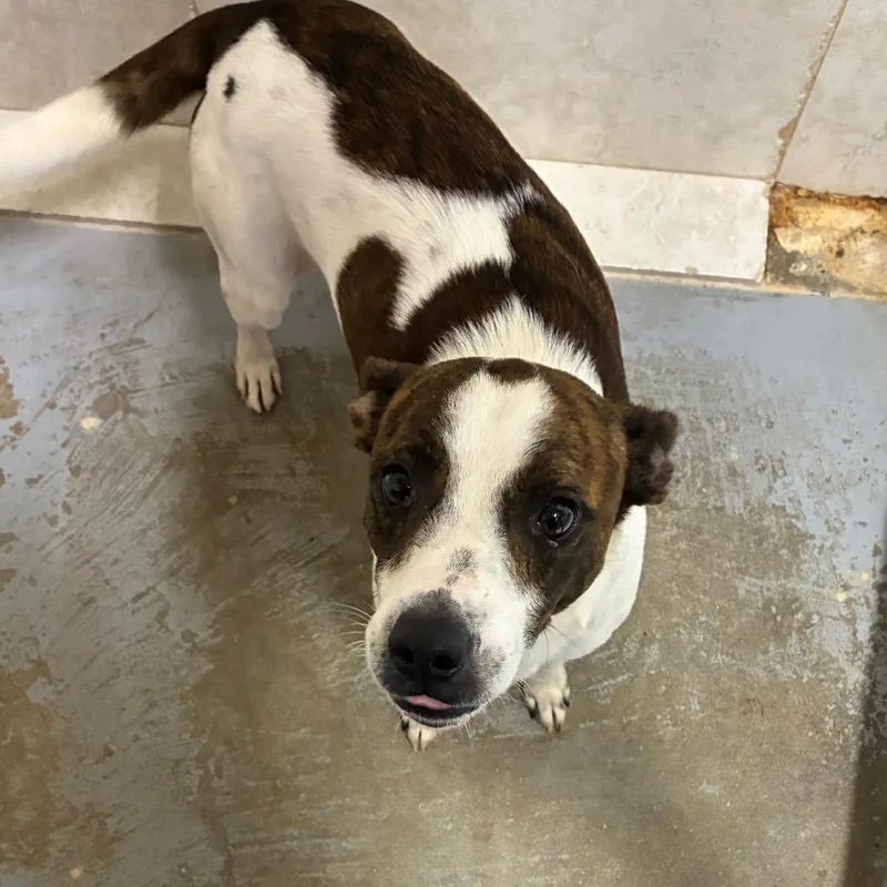 An adult small-sized male Jack Russell Terrier dog named Drewski for adoption in Hattiesburg, MS
