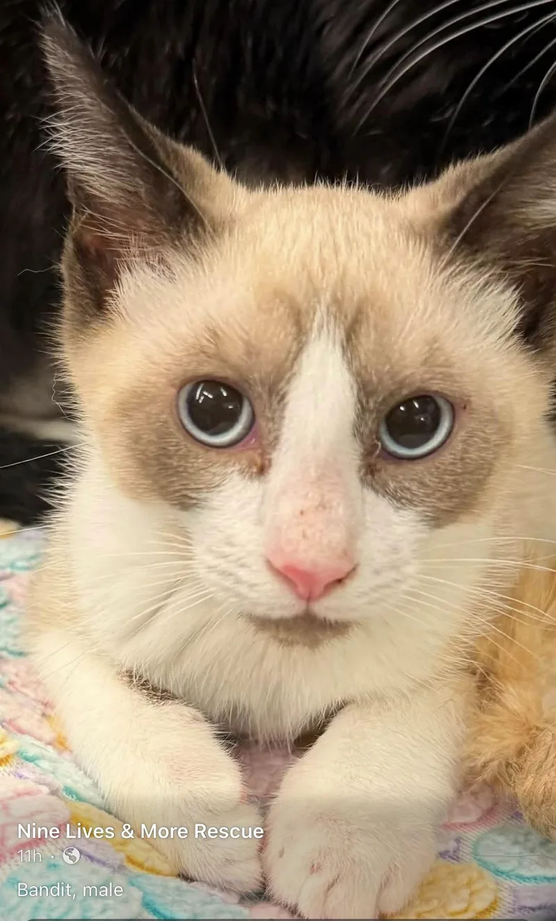 A young medium-sized male Snowshoe cat named Bandit for adoption in Kalama, WA