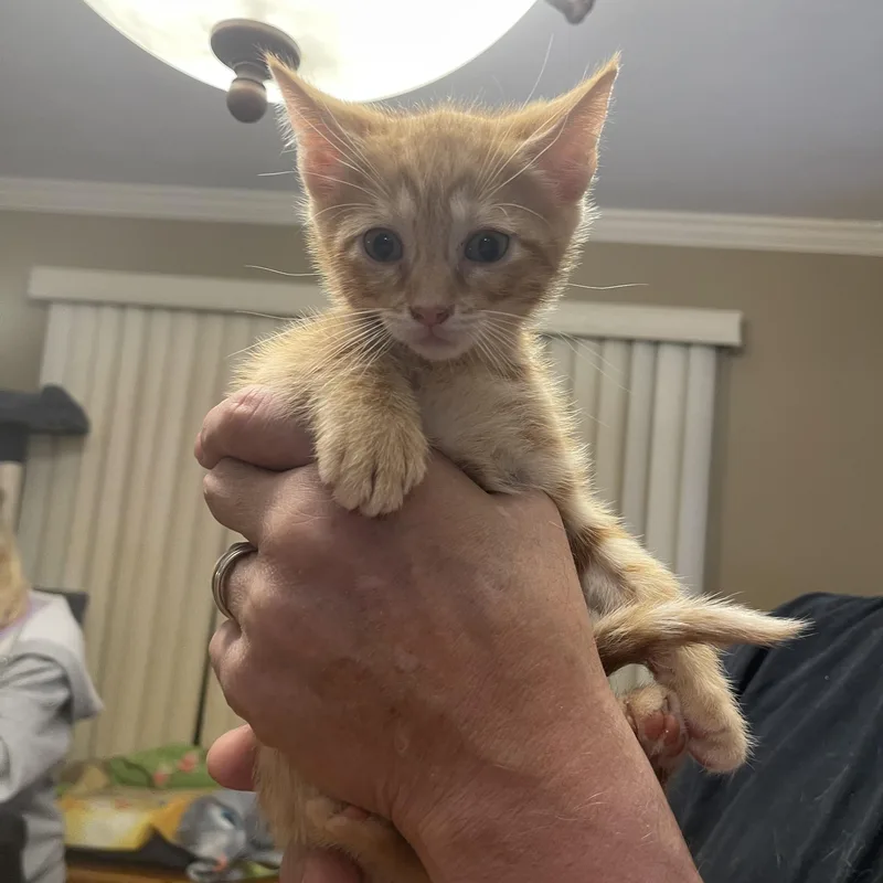 A baby medium-sized male Tabby (Orange / Red) Domestic Short Hair cat named Romello for adoption in Nutley, NJ