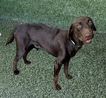 A young medium-sized male Labrador Retriever dog named A for adoption in Lancaster, CA