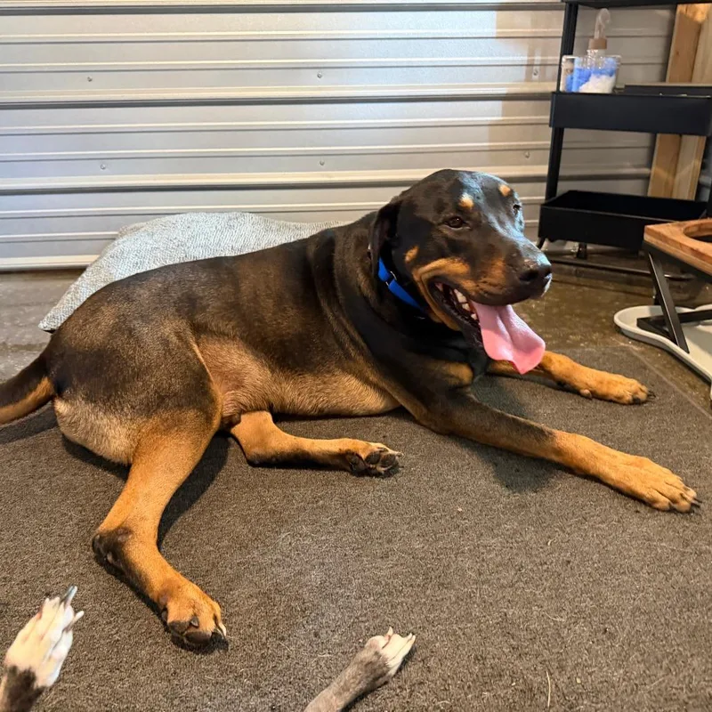 An adult extra large-sized male Black Rottweiler dog named Neo for adoption in Williston, FL