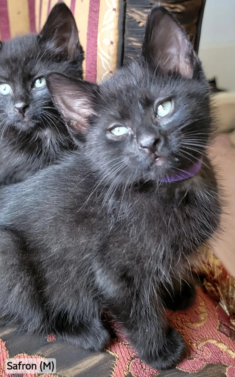 A baby large-sized male Black Domestic Long Hair cat named Saffron for adoption in Rochester Hills, MI