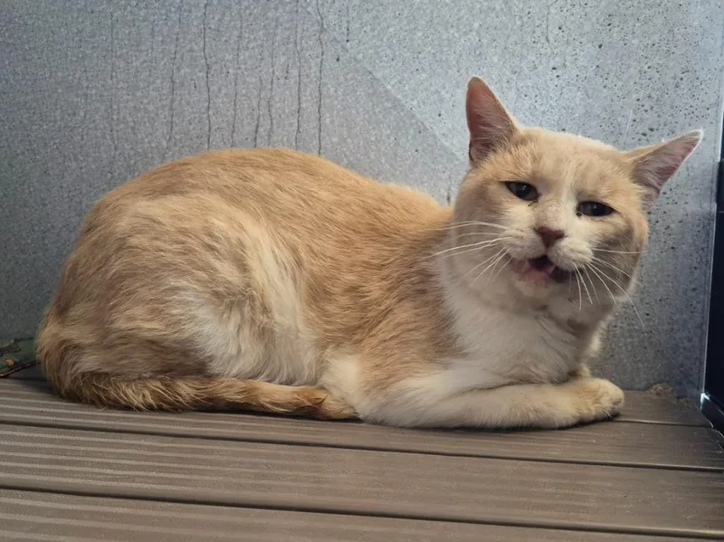 A young small-sized male Domestic Short Hair cat named Quincy for adoption in Moriarty, NM