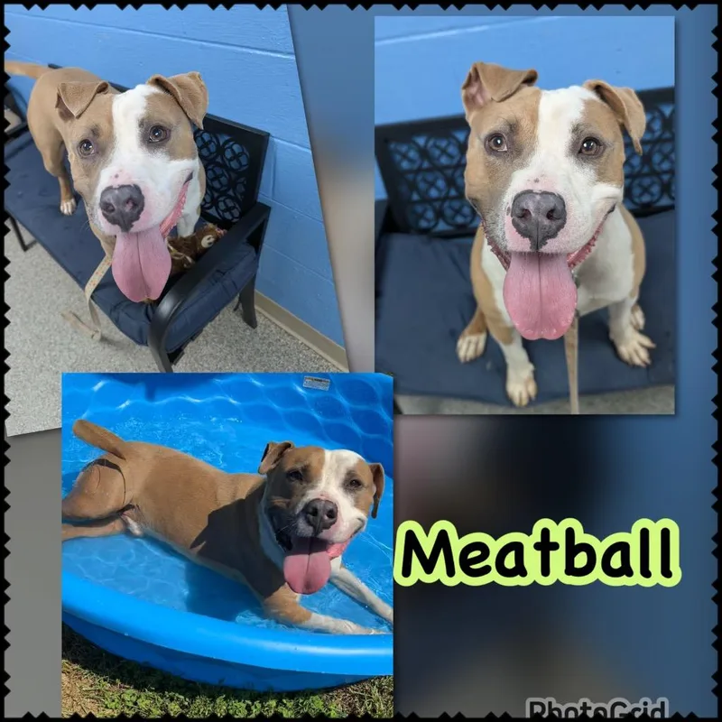 A young large-sized male Pit Bull Terrier dog named Meatball for adoption in Blountville, TN