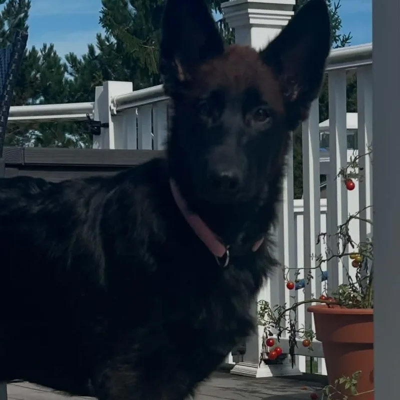 A baby large-sized female German Shepherd Dog dog named Tori for adoption in Brockport, NY