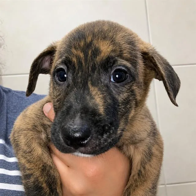 A baby small-sized female Labrador Retriever dog named Fisher for adoption in Palo Alto, CA