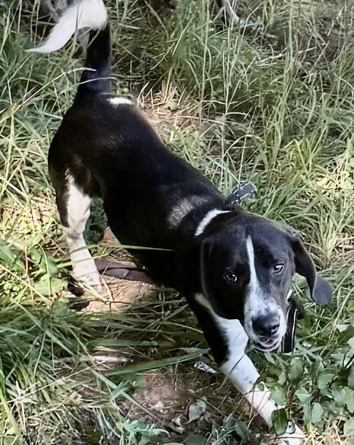 A young medium-sized male Beagle dog named Arlo FAMILY DOG!! for adoption in Franklin, WV