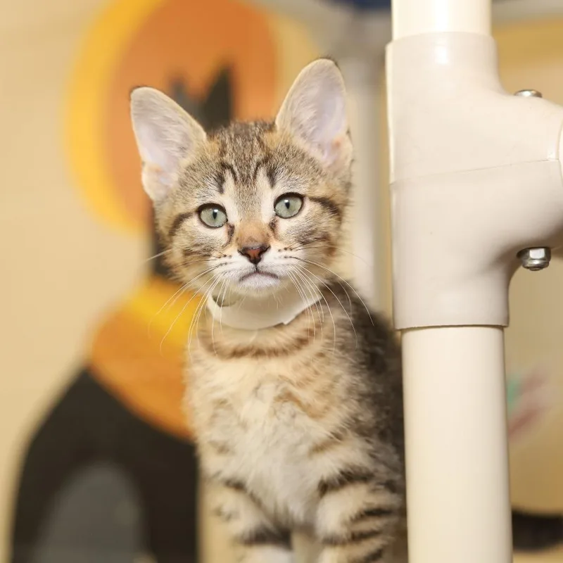 A baby small-sized male Brown / Chocolate Domestic Short Hair cat named Paneer for adoption in Evansville, IN