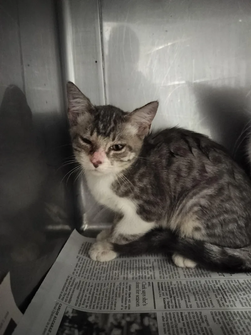 A baby small-sized female Domestic Short Hair cat named Rick for adoption in Chatsworth, CA