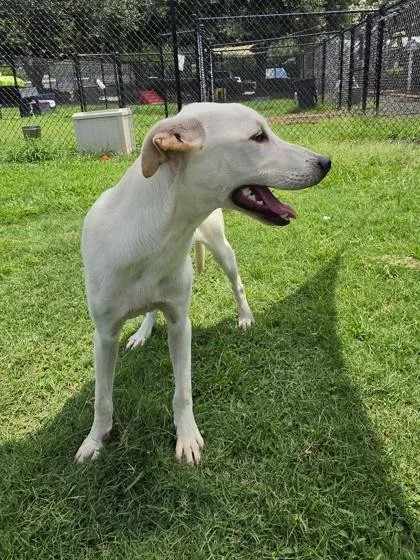 A young medium-sized female Labrador Retriever dog named Notebook for adoption in Conway, SC