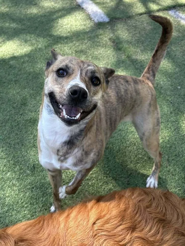 A young medium-sized female Pit Bull Terrier dog named Callie for adoption in Raleigh, NC