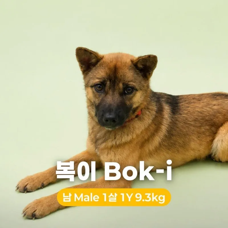 A young small-sized male Brown / Chocolate Jindo dog named Boki Hw+ for adoption in Northbrook, IL