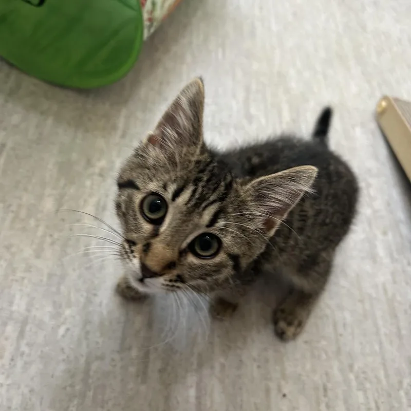 A baby small-sized female Brown / Chocolate Domestic Short Hair cat named Crumb for adoption in Muncie, IN