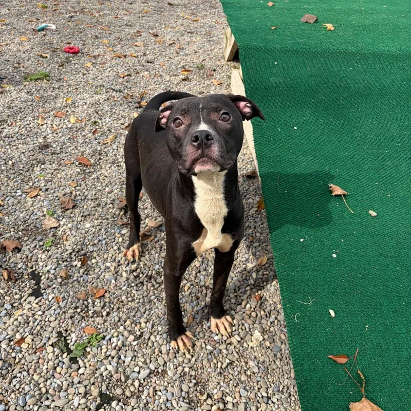 An adult medium-sized male Brown / Chocolate Mixed Breed dog named Hades for adoption in Binghamton, NY