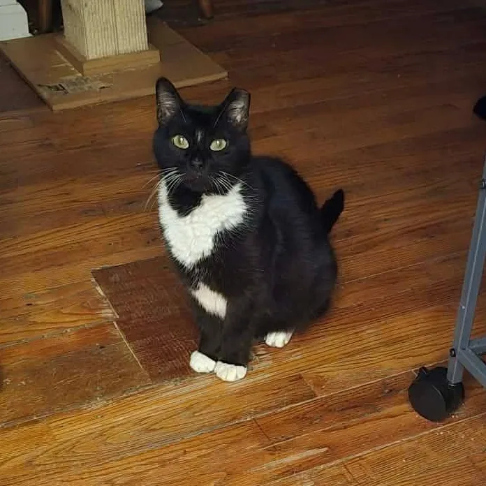 An adult medium-sized male Black & White / Tuxedo Tuxedo cat named Sam for adoption in Huntington, NY