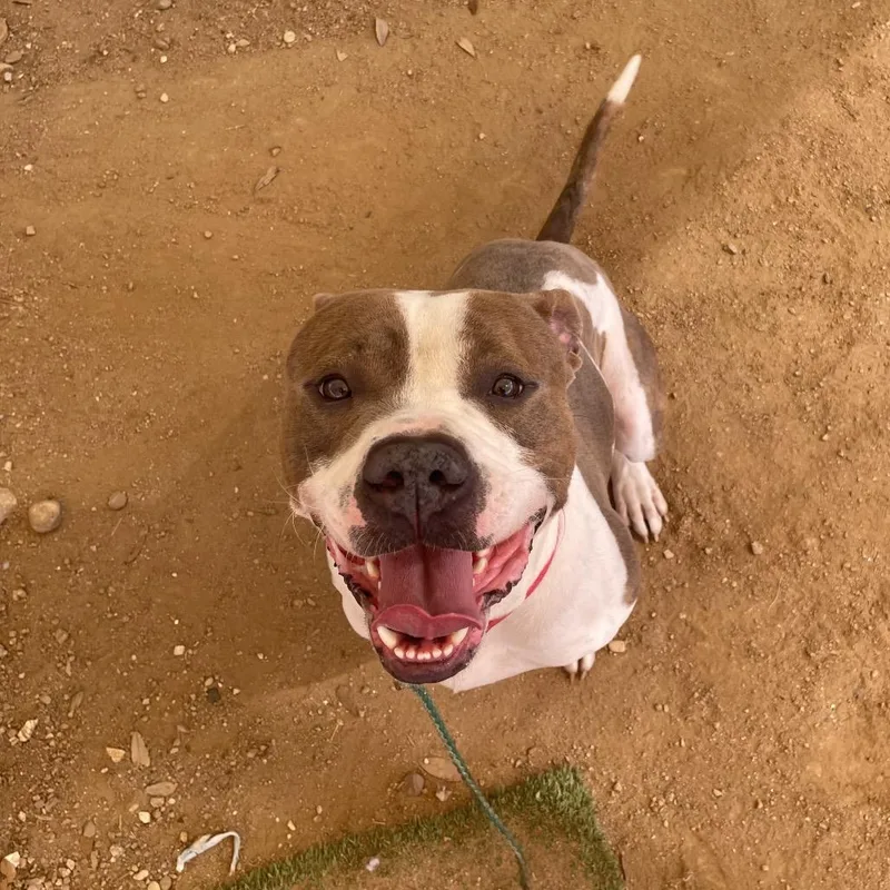 Otter Pop thumbnail 2