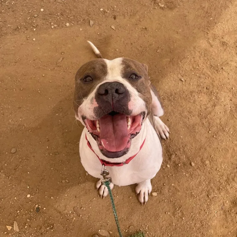 Otter Pop thumbnail 3