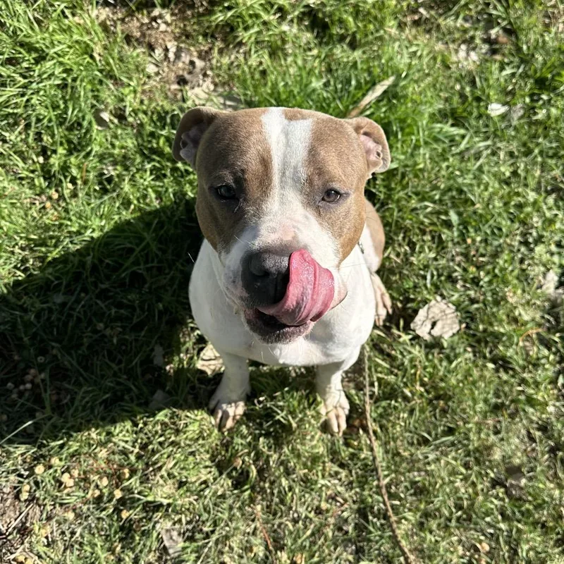 Otter Pop thumbnail 4