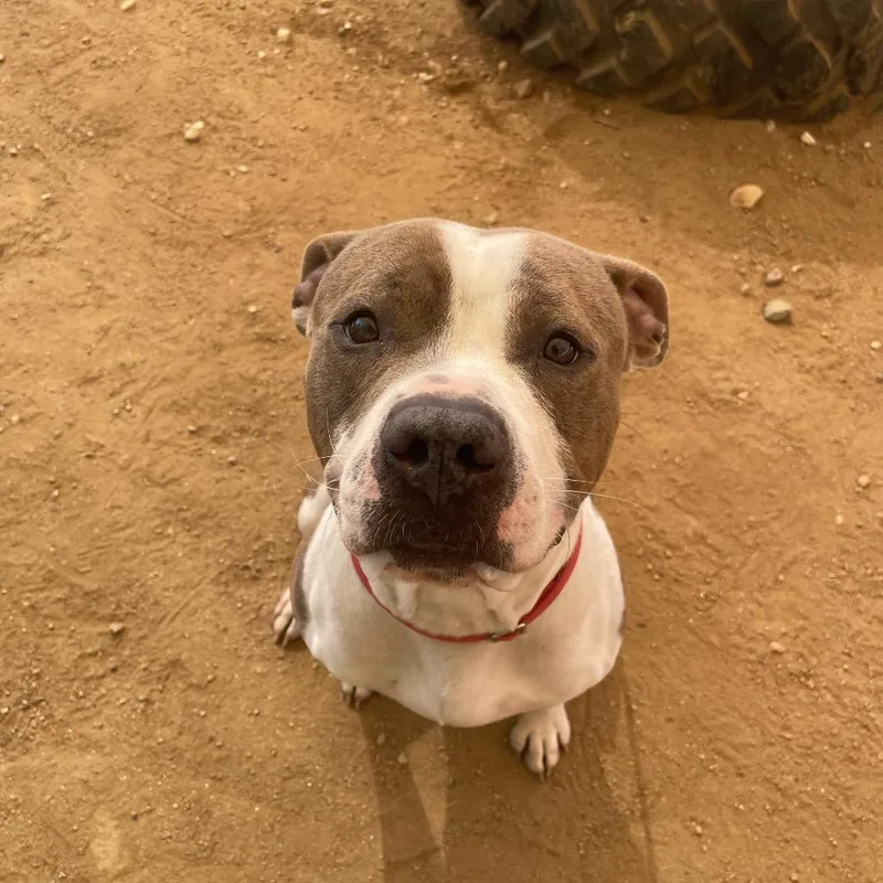 Otter Pop thumbnail 5